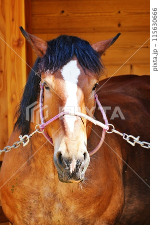ばん馬 (おびひろ動物園) ばん馬 (おびひろ動物園) 115630666