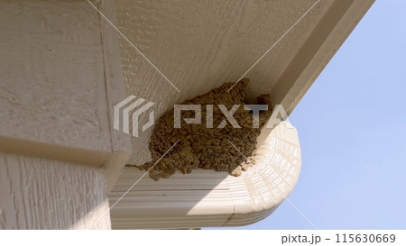 Close-up view of a bird nest tucked under the roof of a suburban house, captured against a clear blue sky. The nest is situated near the house gutter system, highlighting a common nesting spot for Close-up view of a bird nest tucked under the roof of a suburban house, captured against a clear blue sky. The nest is situated near the house gutter system, highlighting a common nesting spot for 115630669