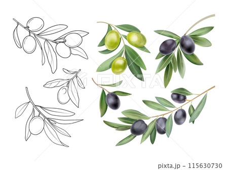Olive leaves. Roman branch leaf. Green laurel watercolor divider or flower border. Greek Mediterranean logo. Natural sprigs with berries. Plant sketch elements set. Vector botanical clipart Olive leaves. Roman branch leaf. Green laurel watercolor divider or flower border. Greek Mediterranean logo. Natural sprigs with berries. Plant sketch elements set. Vector botanical clipart 115630730