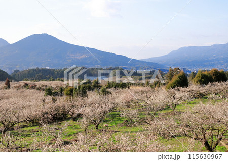 満開の梅園 115630967