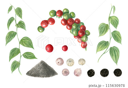 Variety of peppercorns and plants with green leaves. Black pepper at different stages of ripening and production. Multicolored peppercorns. Pile of ground. Fresh, dried pepper. Watercolor illustration 115630978