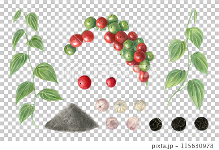 Variety of peppercorns and plants with green leaves. Black pepper at different stages of ripening and production. Multicolored peppercorns. Pile of ground. Fresh, dried pepper. Watercolor illustration 115630978