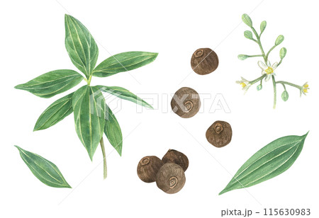 Blossoming Allspice plant with dried pimento seeds. Jamaica pepper, myrtle pepper. Green branch, leaves and flowers. Aromatic spice. Allspice corns. Watercolor illustration. For menu, cosmetics Blossoming Allspice plant with dried pimento seeds. Jamaica pepper, myrtle pepper. Green branch, leaves and flowers. Aromatic spice. Allspice corns. Watercolor illustration. For menu, cosmetics 115630983