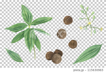 Blossoming Allspice plant with dried pimento seeds. Jamaica pepper, myrtle pepper. Green branch, leaves and flowers. Aromatic spice. Allspice corns. Watercolor illustration. For menu, cosmetics Blossoming Allspice plant with dried pimento seeds. Jamaica pepper, myrtle pepper. Green branch, leaves and flowers. Aromatic spice. Allspice corns. Watercolor illustration. For menu, cosmetics 115630983
