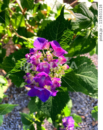 紫色の装飾花を付けた手毬咲きのアジサイ 紫色の装飾花を付けた手毬咲きのアジサイ 115631116