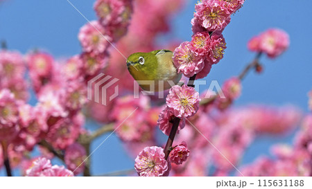 満開の紅梅にメジロさんがやってきた（ 春イメージ ）（ ほのぼのイメージ ） 115631188