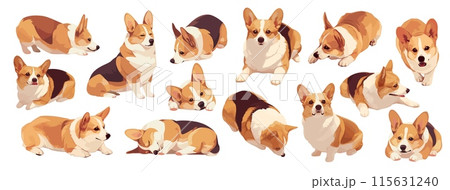 Cartoon corgi dog set. Funny cute pet in different poses sitting lying play and sleep vector illustration 115631240