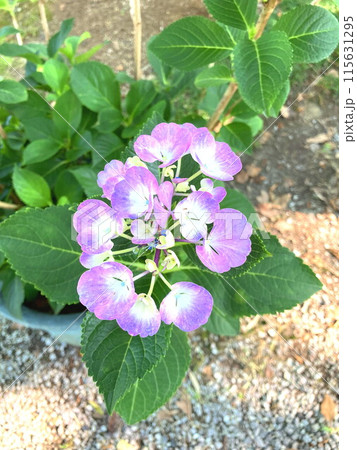 紫色の装飾花を付けた手毬咲きのアジサイ 115631295