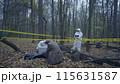 Skilled detective examining the victim of a brutal murder in the forest, surrounded by yellow crime scene tape 115631587