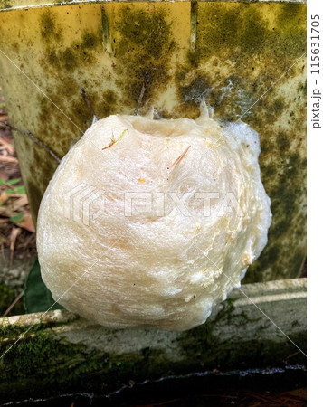 今年も見かけたモリアオガエルの卵塊 今年も見かけたモリアオガエルの卵塊 115631705