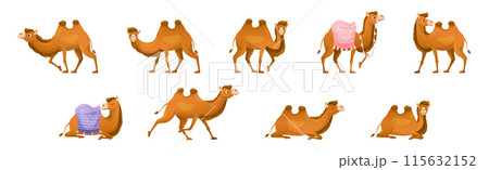 Brown Camel as Even-toed Ungulate Desert Animal in Different Pose Vector Set 115632152