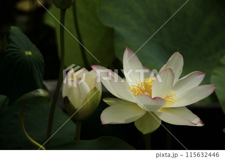 白い蓮の花 白い蓮の花 115632446