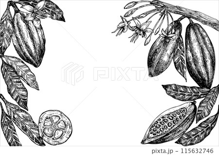 frame with cocoa fruit graphic vector illustration, hand drawn sketch of vegetable, leaves. Botanical drawing of tropical fruit. Engraving for food packaging design. Plant sketch frame with cocoa fruit graphic vector illustration, hand drawn sketch of vegetable, leaves. Botanical drawing of tropical fruit. Engraving for food packaging design. Plant sketch 115632746