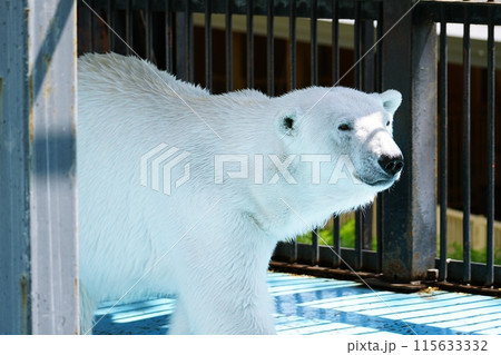 おびひろ動物園 ホッキョクグマ舎の光景 おびひろ動物園 ホッキョクグマ舎の光景 115633332