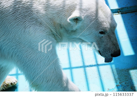 おびひろ動物園　ホッキョクグマ舎の光景 115633337