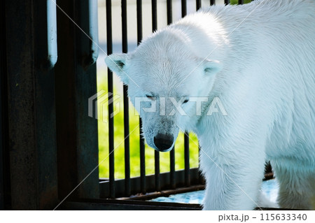 おびひろ動物園 ホッキョクグマ舎の光景 おびひろ動物園 ホッキョクグマ舎の光景 115633340