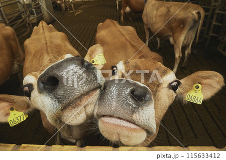 Cute curious Jersey cows on a modern farm in Denmark. Close-up Cute curious Jersey cows on a modern farm in Denmark. Close-up 115633412