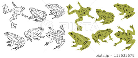 Frog outline and cartoon colored amphibians animal icon set Frog outline and cartoon colored amphibians animal icon set 115633679