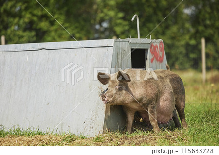 Eco pig farm in the field in Denmark 115633728
