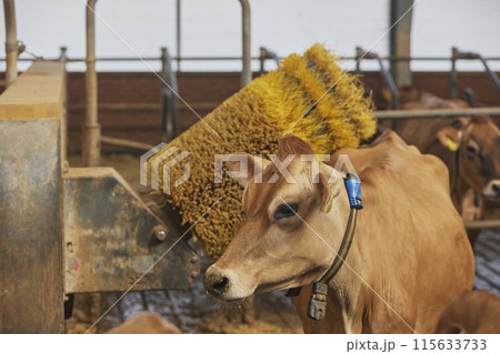 A funny Jersey cow scratches against a brush on a farm in Denmark 115633733