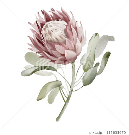 Watercolor illustration of a tropical flower. Protea close up hand drawn on an isolated background. Colorful wedding exotic flower. Australian botany poster. Plant element for postcard. 115633970