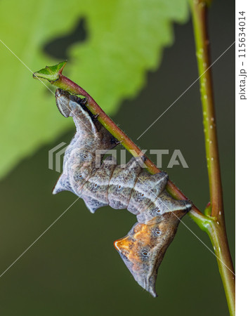 The pebble prominent caterpillar posing 115634014
