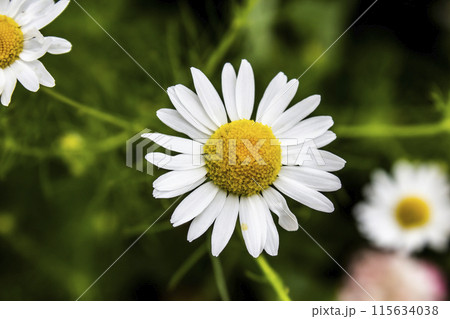 A white daisies in the field. Flower background. A white daisies in the field. Flower background. 115634038
