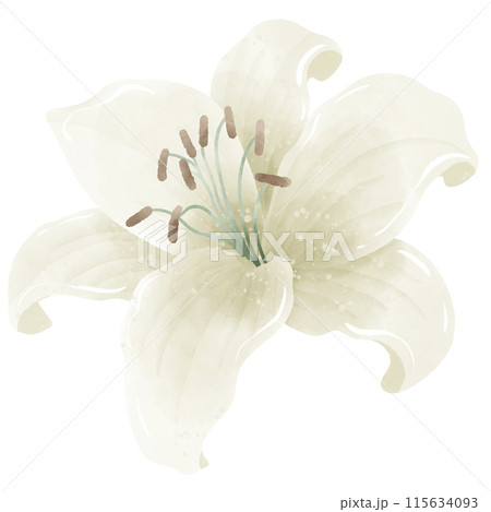 Watercolor Hand drawn illustration  white lily floral  Decoration Illustration Clipart Botanical element  115634093