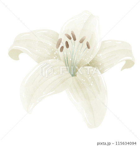 Watercolor Hand drawn illustration  white lily floral  Decoration Illustration Clipart Botanical element  115634094