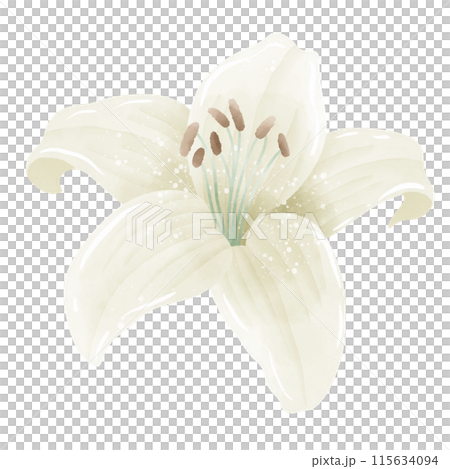 Watercolor Hand drawn illustration  white lily floral  Decoration Illustration Clipart Botanical element  115634094