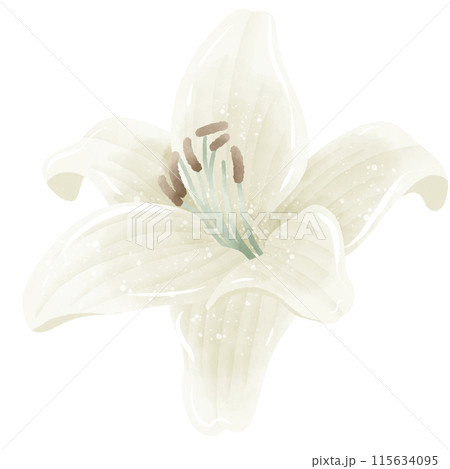 Watercolor Hand drawn illustration  white lily floral  Decoration Illustration Clipart Botanical element  115634095