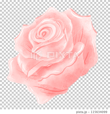 Watercolor Hand drawn illustration Pink rose floral Decoration Illustration Clipart Botanical element Watercolor Hand drawn illustration Pink rose floral Decoration Illustration Clipart Botanical element 115634099