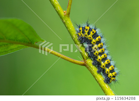 An eyecatching Caterpillar rests on a lush green Leaf in its original environment. Cerura vinula An eyecatching Caterpillar rests on a lush green Leaf in its original environment. Cerura vinula 115634208