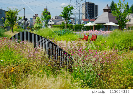 オーナメンタルグラス ガーデン 宮前公園 オーナメンタルグラス ガーデン 宮前公園 115634335