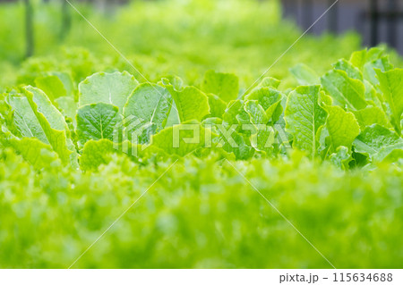 Vegetables are growing in indoor farm. Plant vertical farms producing plant vaccines. Vegetables are growing in indoor farm. Plant vertical farms producing plant vaccines. 115634688