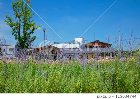 ロシアンセージ　ピンクアナベルなど　ガーデン　宮前公園 115634744