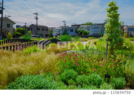 オーナメンタルグラス　ガーデン　宮前公園 115634750