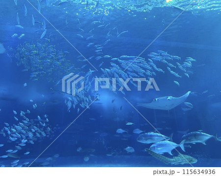 沖縄　美ら海水族館沖縄　美ら海水族館 115634936