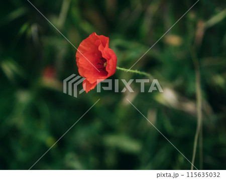 Red poppies bloom among the grass. Bright red flowers sway along with blades of grass in the wind. Ripe poppy seed pods are visible. Wildflowers. Rovinj, Croatia - May 31, 2024 115635032