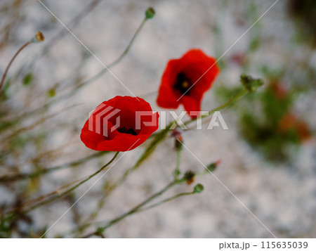 Red poppies bloom among the grass. Bright red flowers sway along with blades of grass in the wind. Ripe poppy seed pods are visible. Wildflowers. Rovinj, Croatia - May 31, 2024 Red poppies bloom among the grass. Bright red flowers sway along with blades of grass in the wind. Ripe poppy seed pods are visible. Wildflowers. Rovinj, Croatia - May 31, 2024 115635039