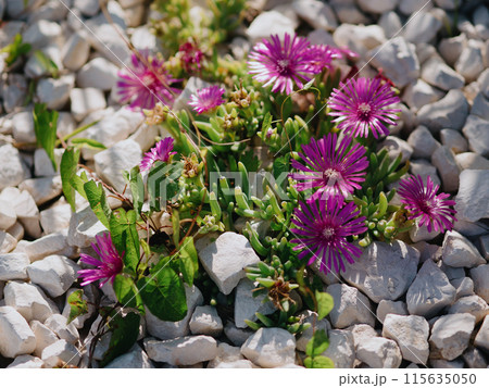 Beautiful iceplant among stones on lawn. Delosperma cooperi (Mesembryanthemum cooperi), trailing Iceplant, hardy iceplant or pink carpet, is a dwarf perennial plant. Rovinj, Croatia - May 31, 2024 Beautiful iceplant among stones on lawn. Delosperma cooperi (Mesembryanthemum cooperi), trailing Iceplant, hardy iceplant or pink carpet, is a dwarf perennial plant. Rovinj, Croatia - May 31, 2024 115635050