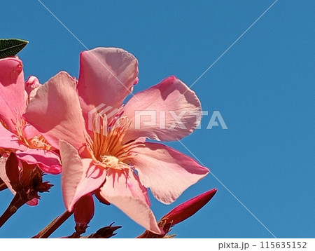 Close up of pink oleander flowers with blue sky 115635152