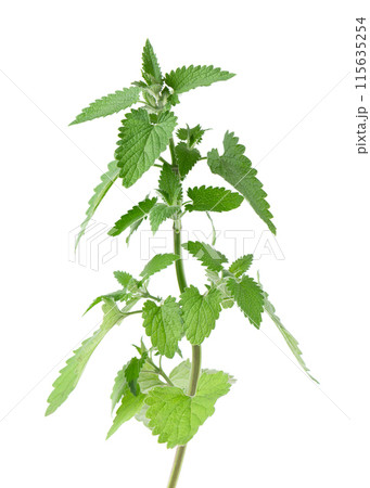 Bunch of lemon balm or melissa plant isolated on white background. Fresh green mint leaf. Clipping path. 115635254