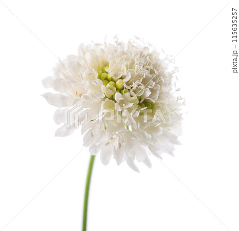 Scabious flower isolated on white background. Knautia arvensis. White flower of scabiosa. Scabious flower isolated on white background. Knautia arvensis. White flower of scabiosa. 115635257