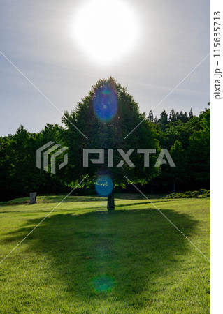 芝生広場に生える木 115635713