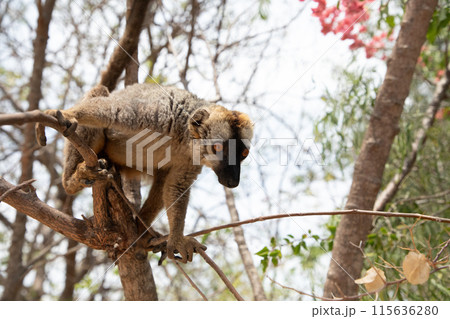 Cute brown lemur (Eulemur fulvus) with orange eyes. Cute brown lemur (Eulemur fulvus) with orange eyes. 115636280