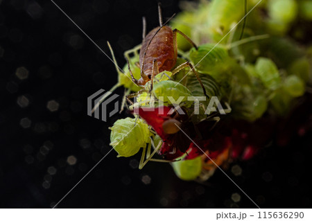 very close big macro portrait of aphids 115636290