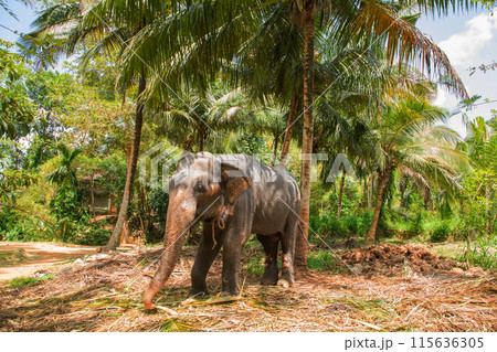 large Asian elephant with specific skin color, 115636305