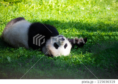 cheerful playing pandas on green lawn 115636319