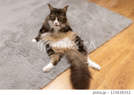 beautiful large domestic Maine Coon cat 115636332